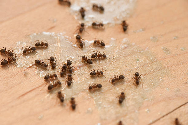 Best Spider Control Near Me  in Stanfield, OR