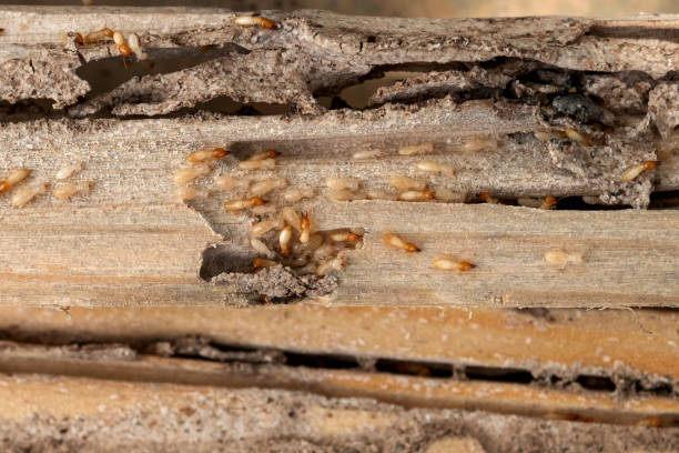 Flea Control Services in Stanfield, OR